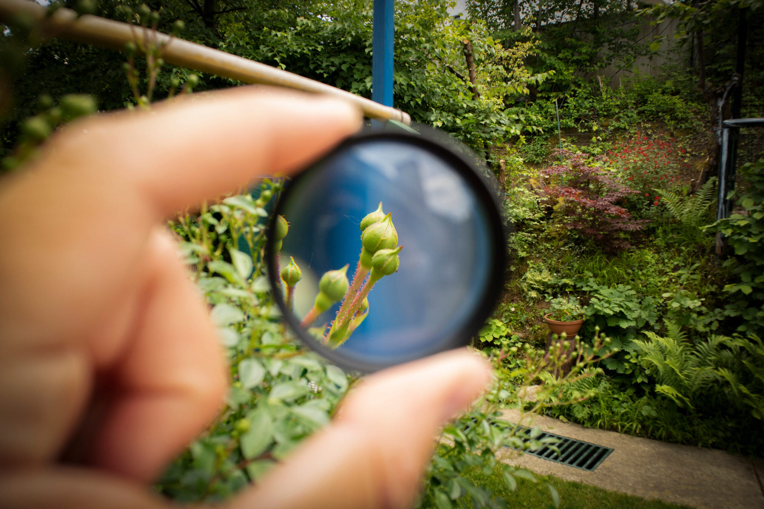 Black magnifier in hand examining green vegetation