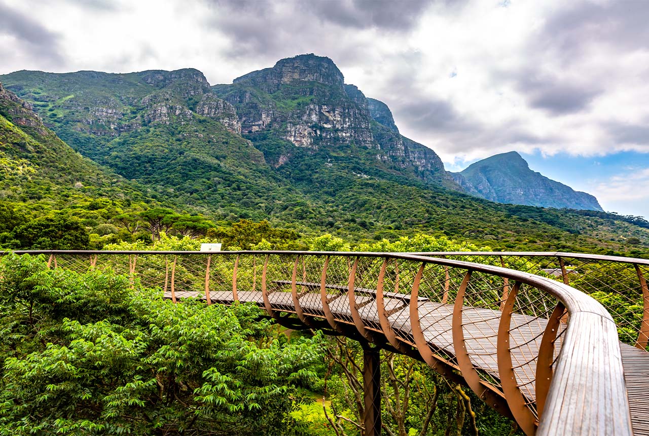 Wooden bridge that guides into vegetation