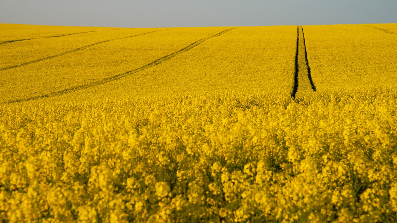 Tracks through oil seed rape field, near Harley