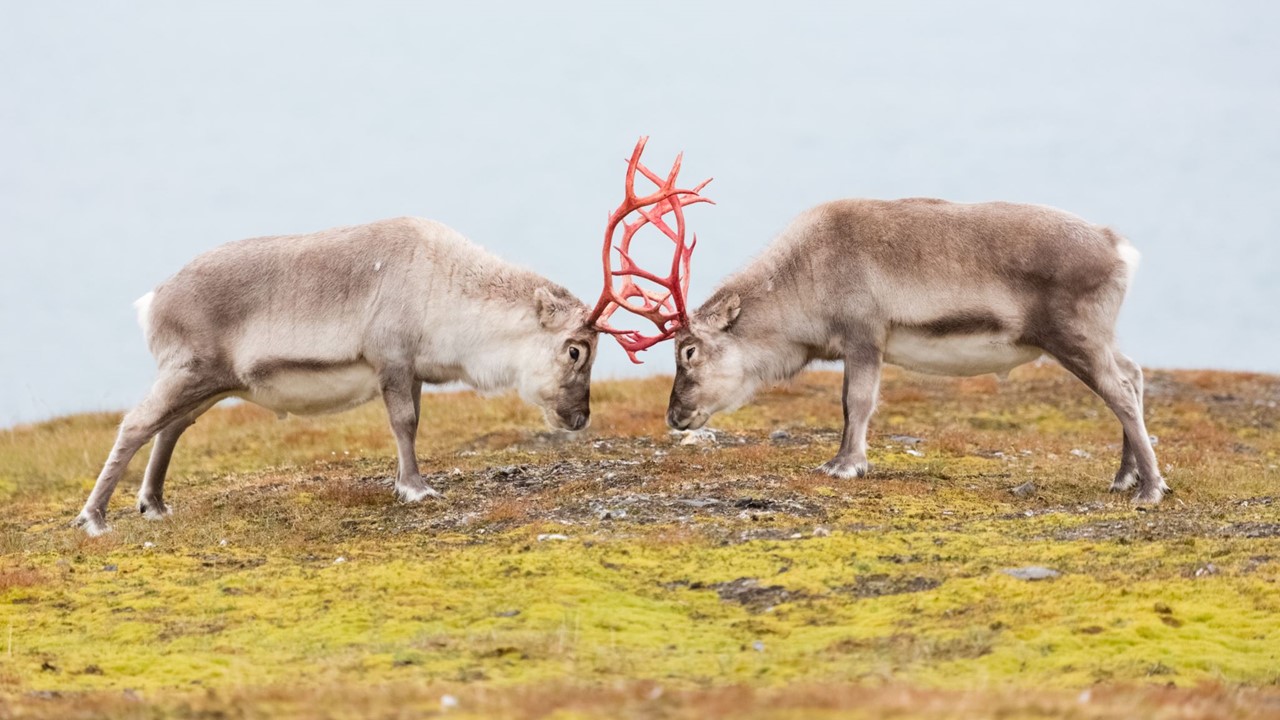 Reindeer Fighting , Caribou, on arctic tundra