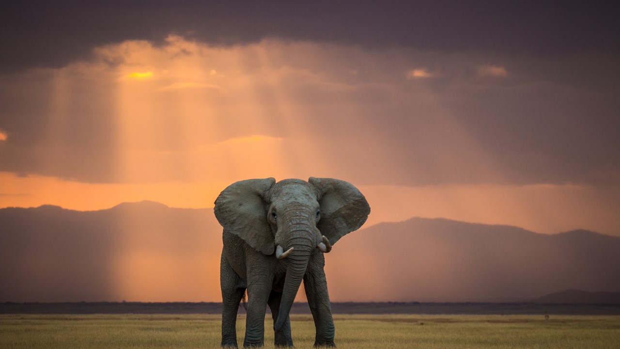 Elephant walking across open field during sunset