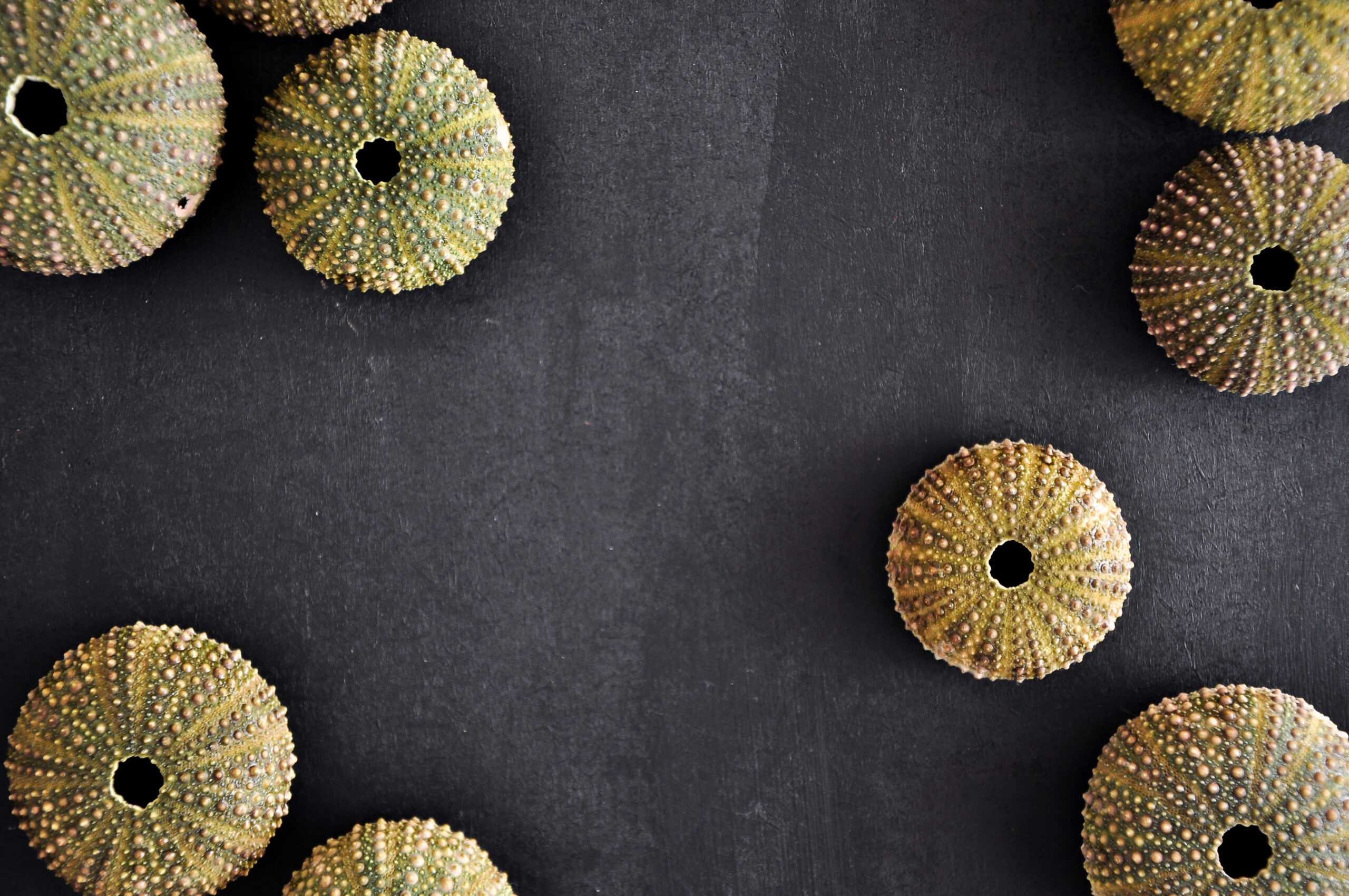 Green sea urchin shells around black background, frame