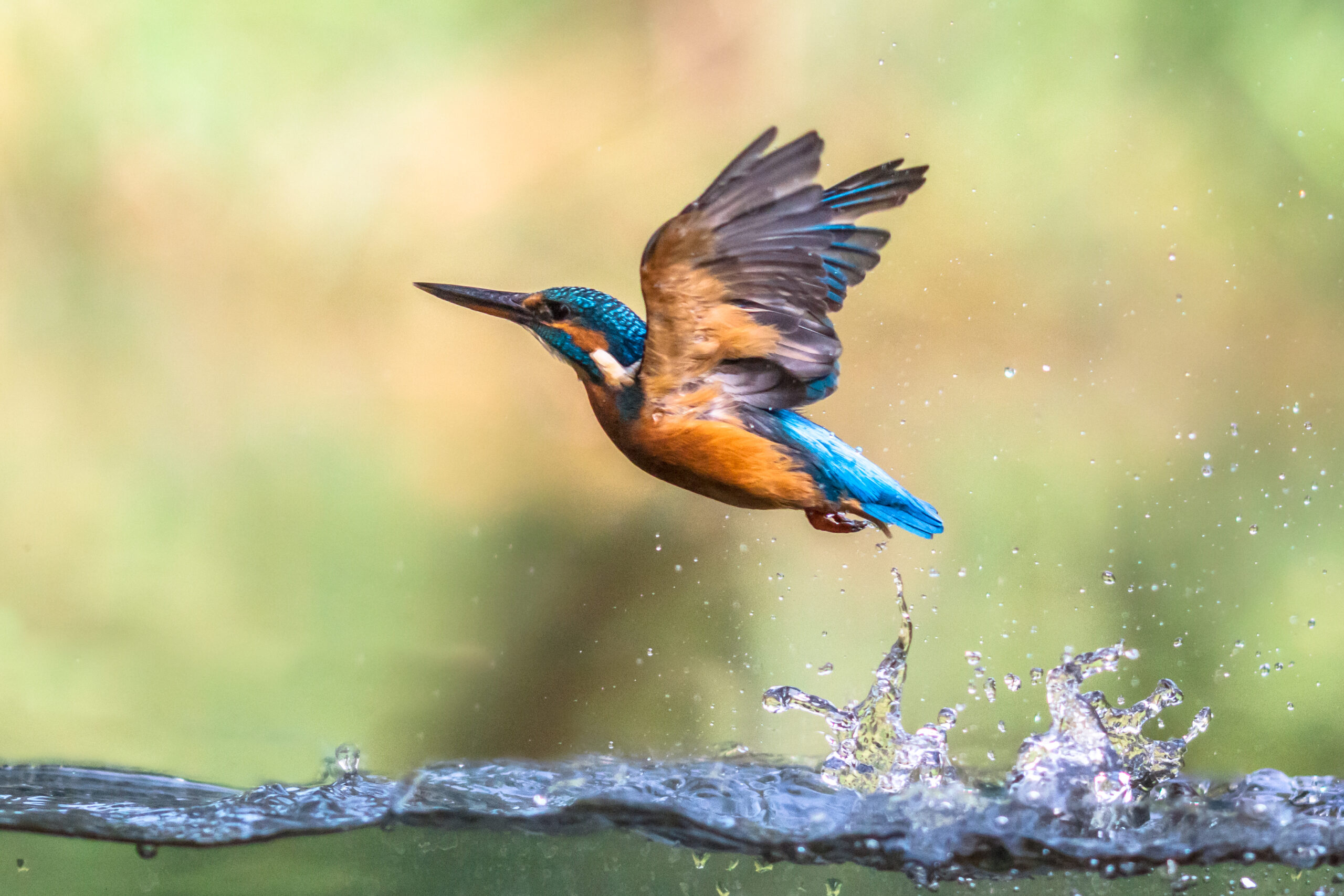 river kingfisher diving and emerging from water and flying back to lookout post