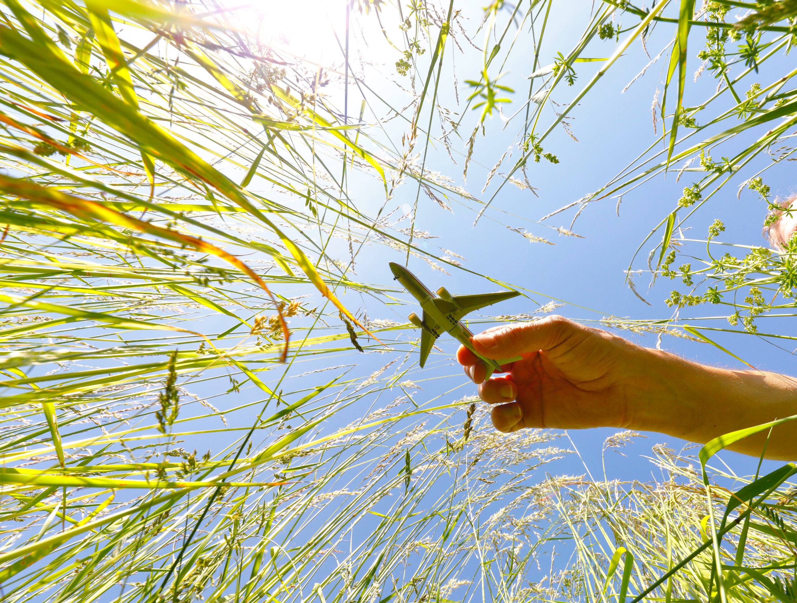 Miniature airplane model over a blooming meadow.