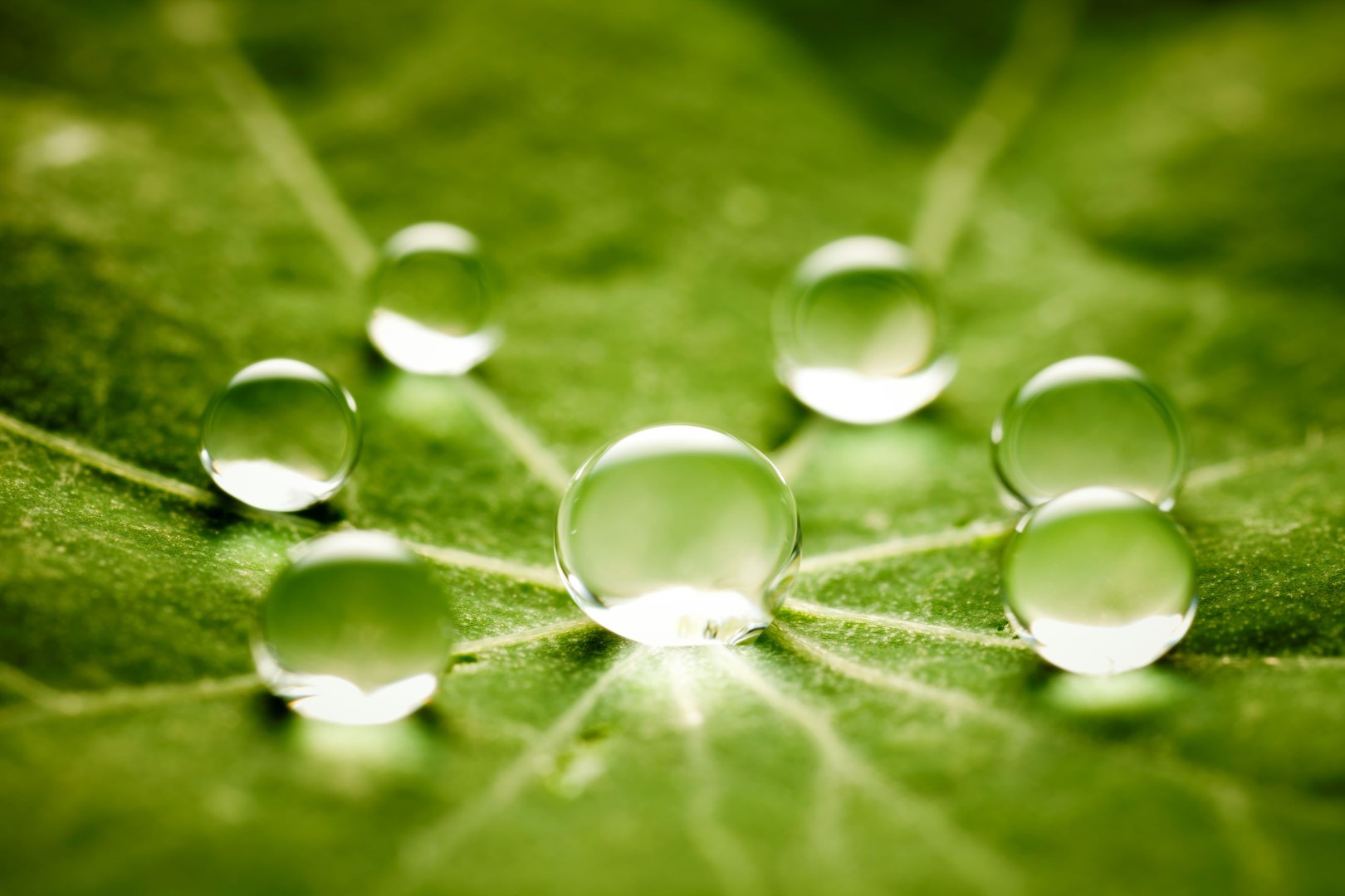 Water droplets resting on a green leaf