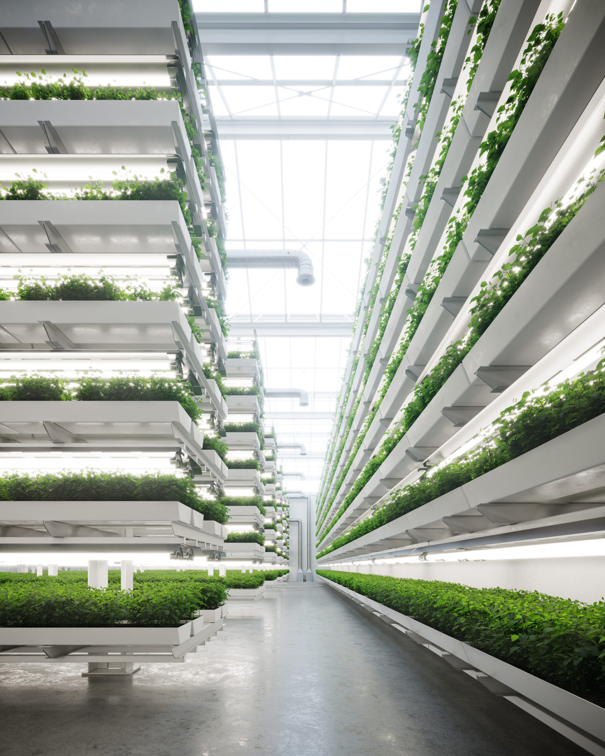 Vertical farm generated digitally inside a greenhouse