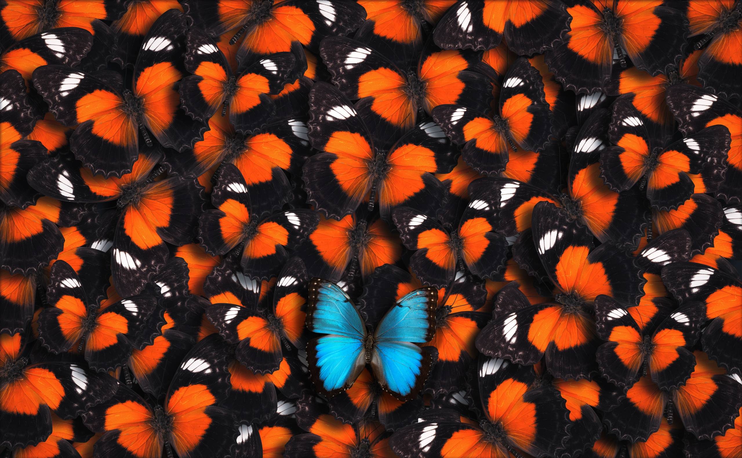 Large group of red lacewing butterflies as a background with one blue morpho butterfly (Morpho peleides) in the foreground.