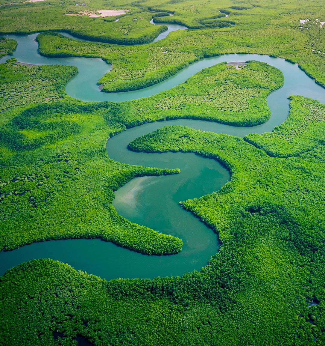 Gambia Mangroves. Aerial view of mangrove forest in Gambia. Photo made by drone from above.