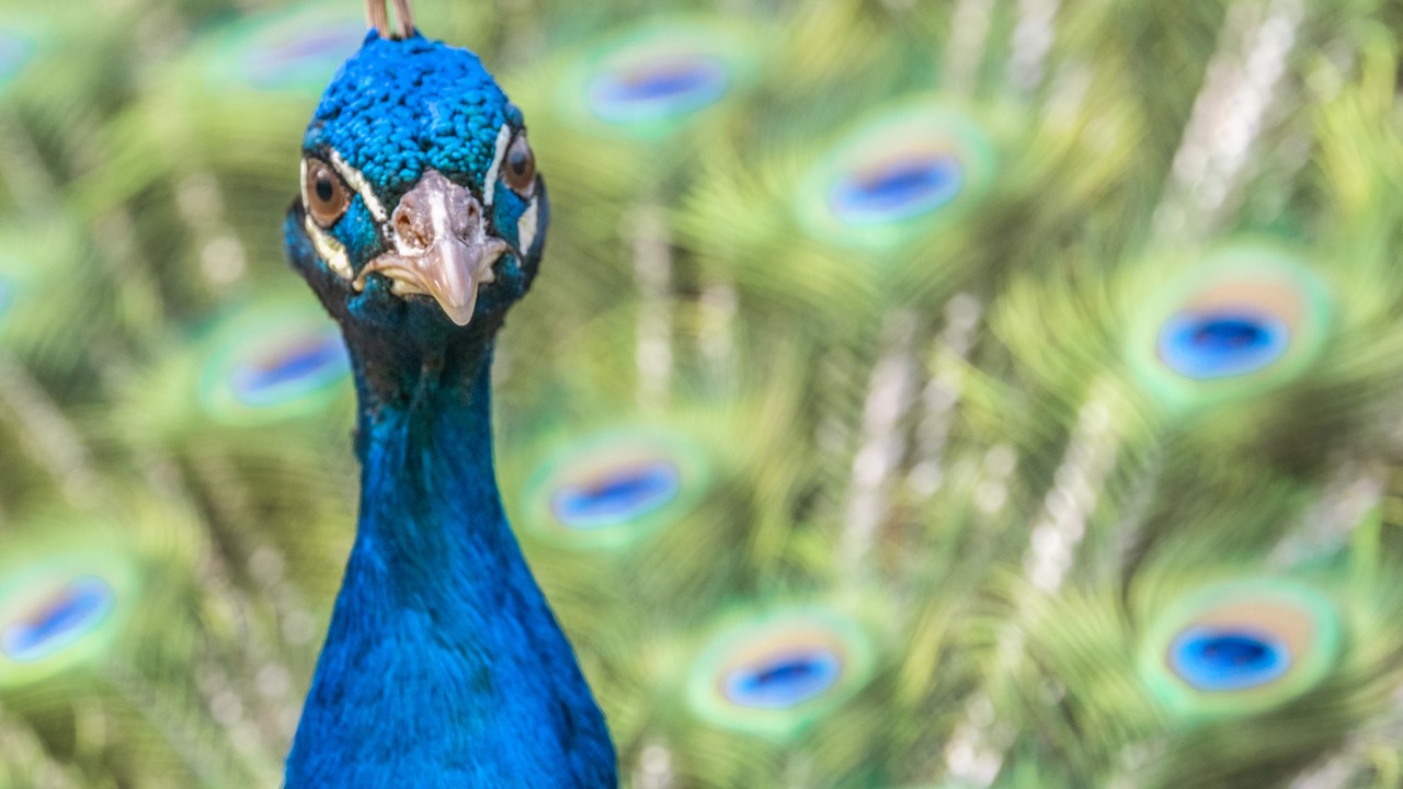 Male Indian Peafowl peacock bird