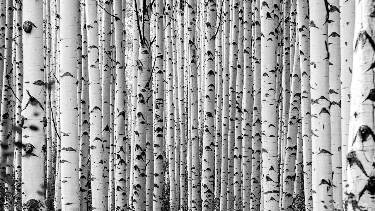 Monochrome image of white birch tree forest in the Jasper National Park, Canadian Rockies.