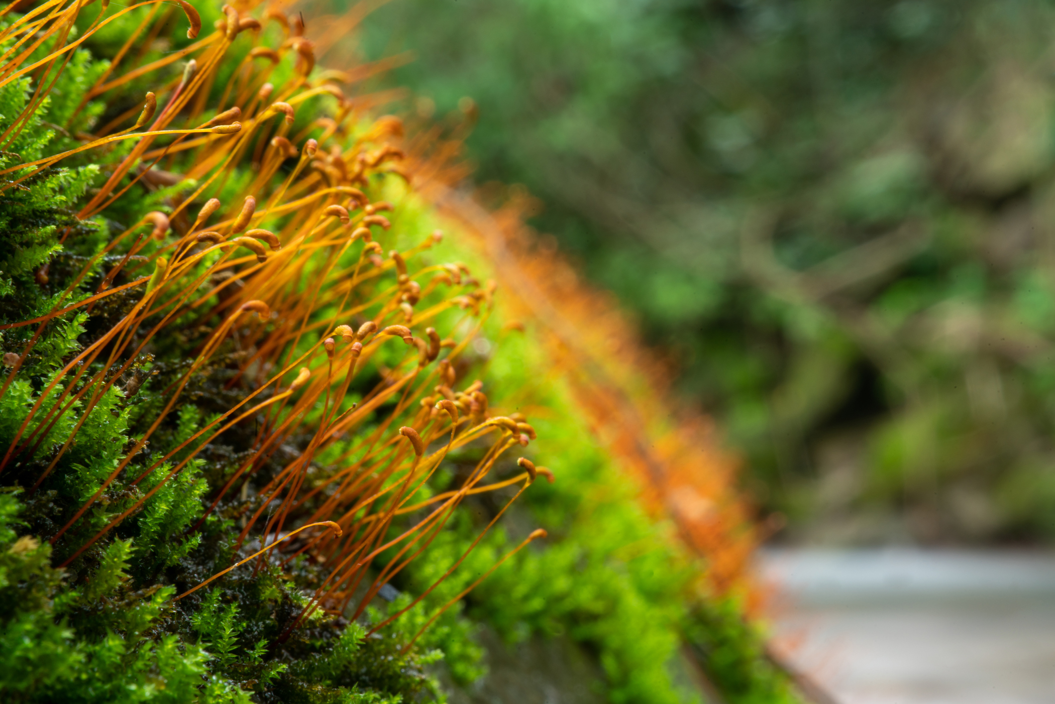 horizontal abstract shot of green moss in nature.