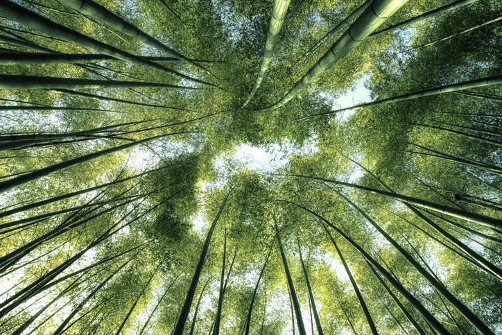 Bamboo forest in Japan, sky view