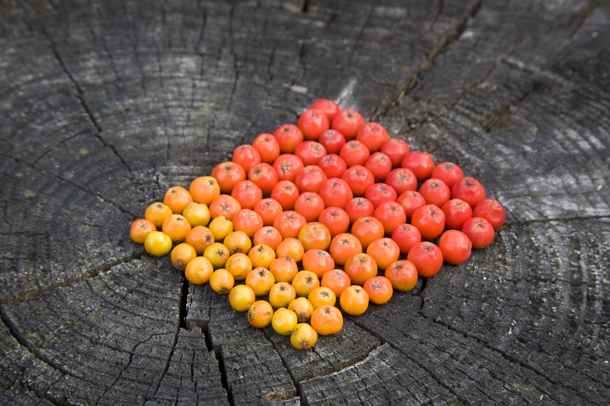 landart with color sorted rowanberries
