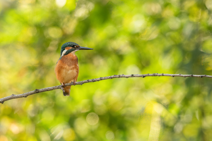 A common kingfisher sitting on a branch, autumn