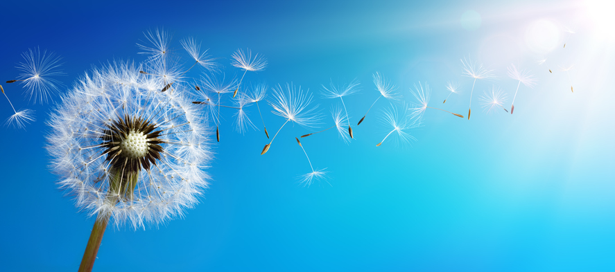 Dandelion With Seeds Blowing In Blue Sky