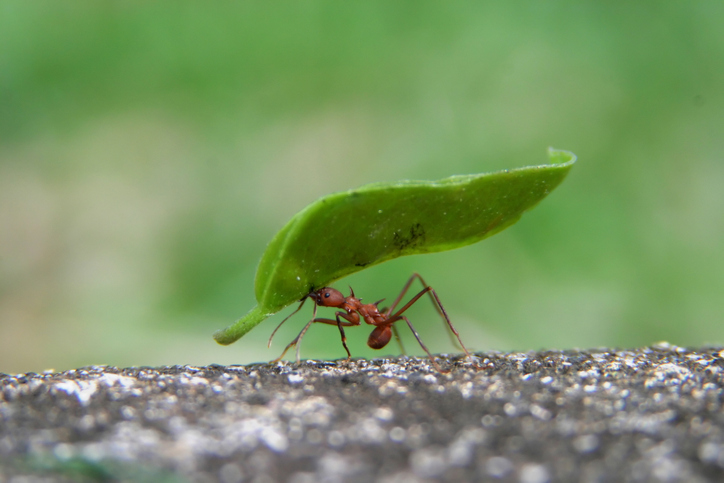A leaf cutter ant carrying a huge leaf in his mouth while zipping along the edge of a sidewalk
