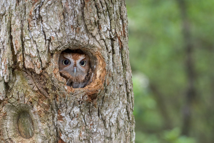 Eastern Screech Owl, hiding