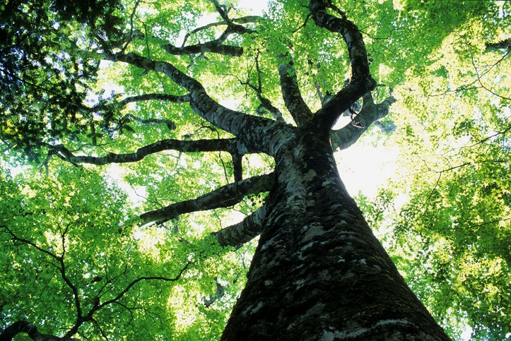 Sky view of a large tree