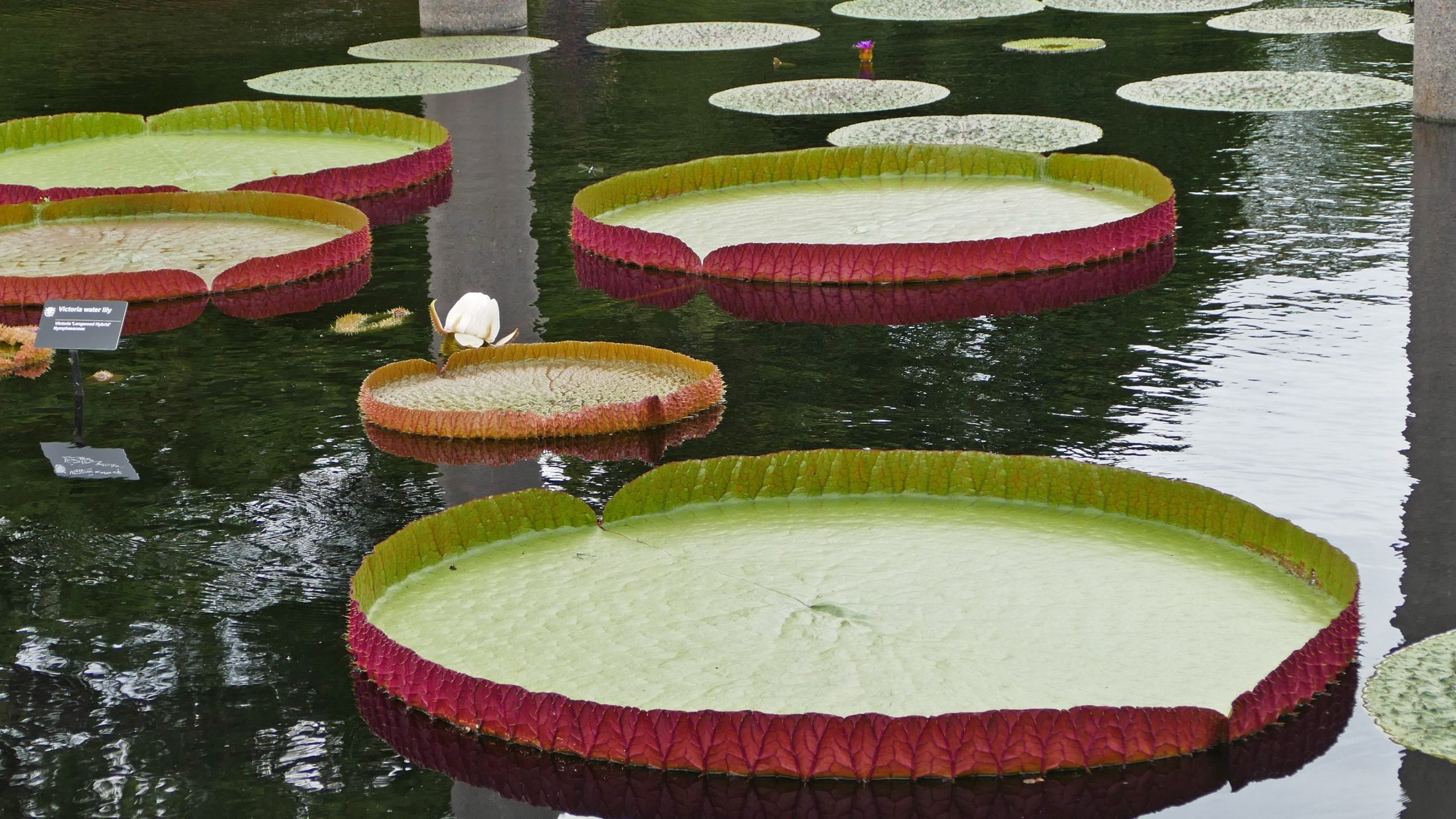 Large lilypads in Japanese garden