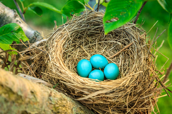 Blue robins eggs in a nest on a tree in Central Kentucky