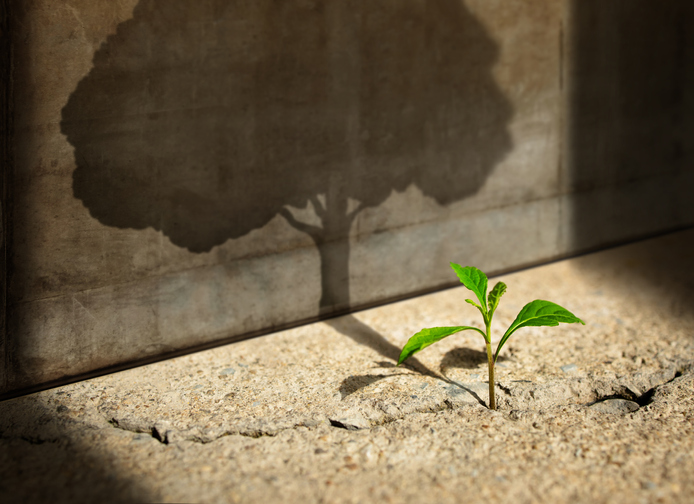 Start, Think Big, Recovery and Challenge in Life or Business Concept.Economic Crisis Symbol.New Green Sprout Plant Growth in Cracked Concrete and Shading a Big Tree Shadow on the Concrete Wall
