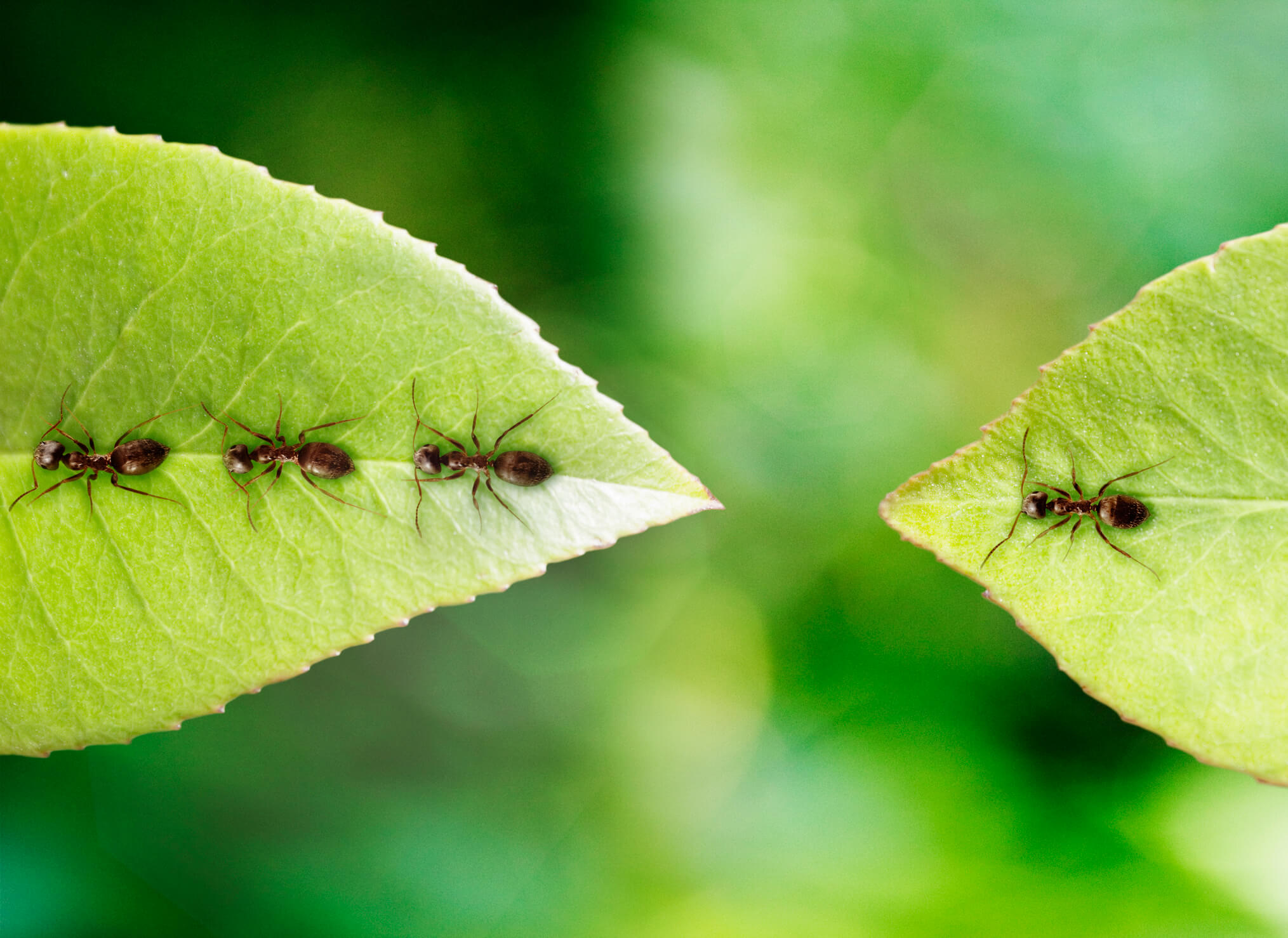 Disaster Recovery Plans - ants on green leaves